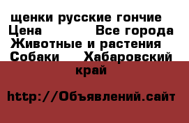 щенки русские гончие › Цена ­ 4 000 - Все города Животные и растения » Собаки   . Хабаровский край